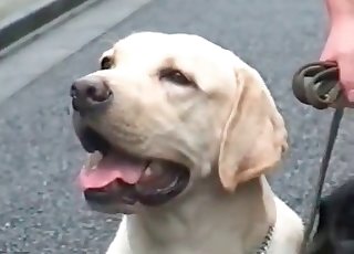 Amazing Japanese bestiality with three hot animals