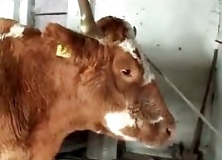 Ori ja himokas zoofiili narttu