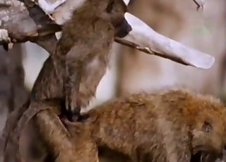 Pair of horny animals are having sexual fun outside