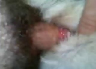 Wet pussy of a doggie gets totally abused sexually