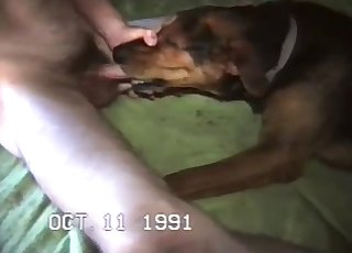 Slutty dog having all sorts of sexual pleasures