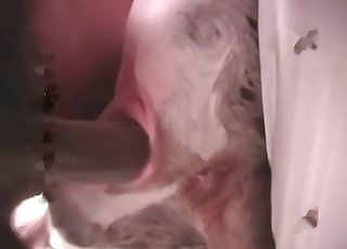 Zoophile is using the lovely pussy of a doggo for fun