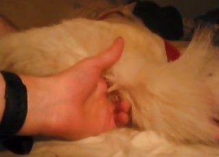 All sorts of sexual fun for an amazingly sexy dog