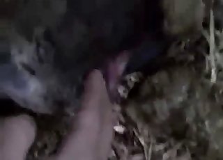 All sorts of great animal sex is filmed in here