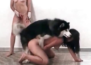 흥분한 여자들이 개와 함께 변태적인 즐거움을 갖기로 결정했습니다