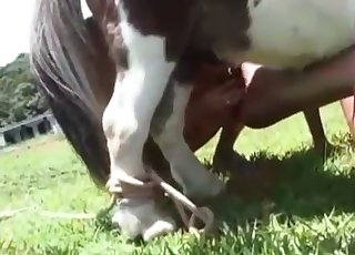 We definitely love looking at this handsome horse