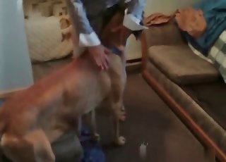 Blonde with stockings banging hard a cute little dog