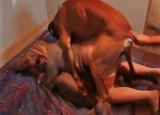 Blonde with stockings banging hard a cute little dog