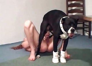 Incredible hound is totally drilling this wet pussy for fun
