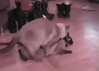 All zoophiliacs enjoy this amazing action of incredible cat sex