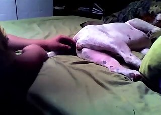 Beagle is getting penetrated with a huge dildo toy