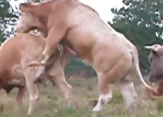 Insane bull is utterly banging a cow form behind