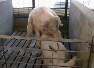 Quick and very hot animal porn with my pig