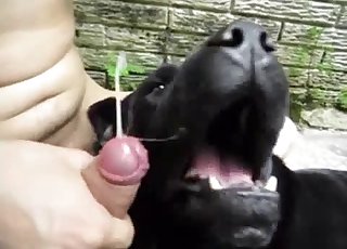 Watch how a sexy doggy is licking a hard boner