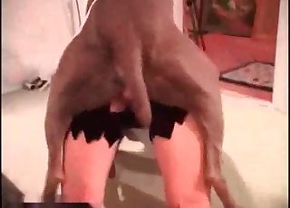 Uskomattoman nopeaa eläimiin sekaantumista