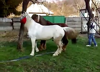 Sexy ponies have amazing bestiality sex action