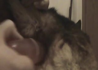 A man is really enjoying his free time with this puppy