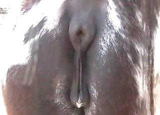 Brown horse is having all kinds of animal sex at the farm