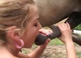 Ta čudovita dama daje a blowjob pohotnemu konju