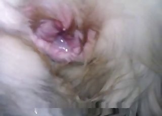 Doggy ass fucked hard in the doggy style pose