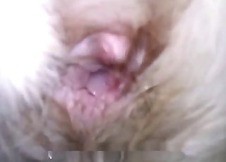 ท่าหมาโดนเย็ดตูดแรงๆ