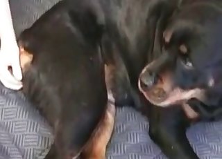 Doggy licks and sucks a real zoophile's dick