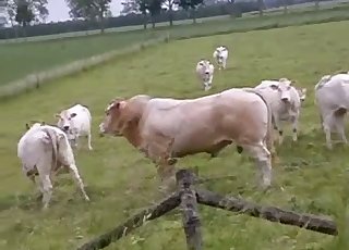 Passionate beasts having some amazing action outdoors