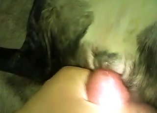 Watch the best bestiality porn scene right here