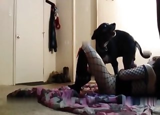 Amateur video where a Labrador gets utterly fucked