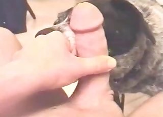 ลูกสุนัขที่อ่อนน้อมตัวนี้กำลังมอบความสุขให้กับเจ้าของของมัน