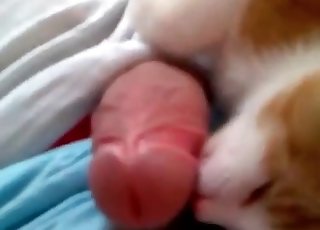 Кошка лижет пизду