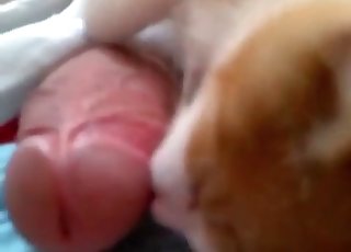 A naughty little cat plays with an incredibly large cock