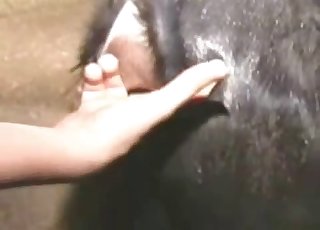 खेत के जानवर को एक ज़ूफ़ाइल जोश से चोद रहा है