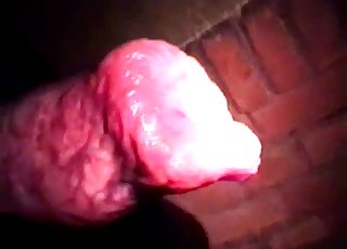 그 개 수탉은 클로즈업을 다 받을 자격이 있어요