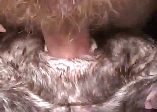 Animal butthole brutally fucked by a beast