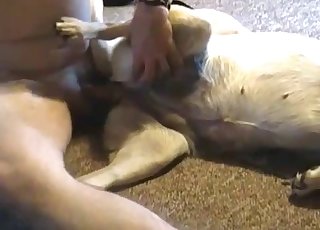 White retriever gets its asshole used by a horny person