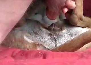 Dude is playing with his doggy's tight anus