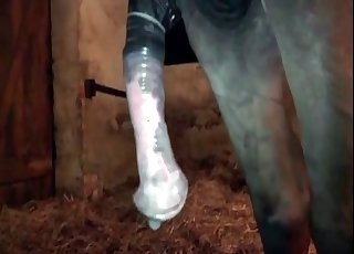 Čudovit majhen poni uživa v zoofiliji XXX