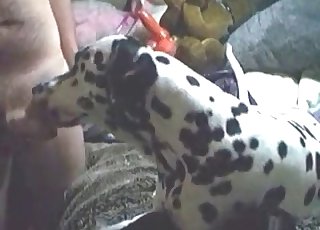 Amateur zoophile having bestiality fun with a dalmatian