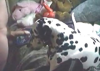 Amateur zoophile having bestiality fun with a dalmatian