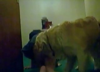 Action sexuelle incroyable pour un très gros chien