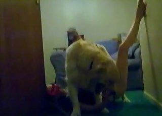 Elképesztő szexuális aktus egy igazán nagy kutyától