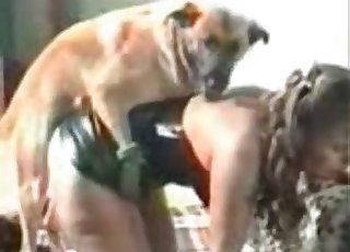 Dog is getting violated hard from behind