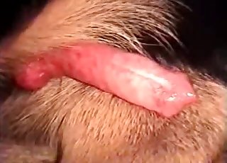 This video showcases an incredibly large cock