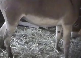 Mules are enjoying intensive bestiality sex so much