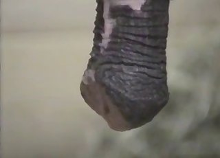 Những con la đang tận hưởng tình dục thú tính mãnh liệt đến mức