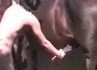 Brown horse is getting stimulated by hands