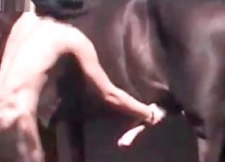 ม้าสีน้ำตาลกำลังได้รับการกระตุ้นด้วยมือ