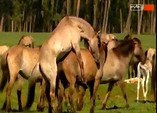 Animals and zoophiles have impressive sex action