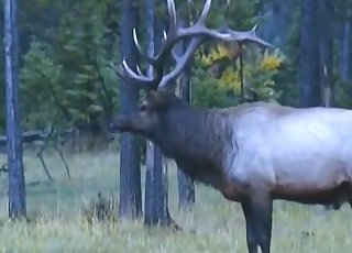 Animals and zoophiles have impressive sex action